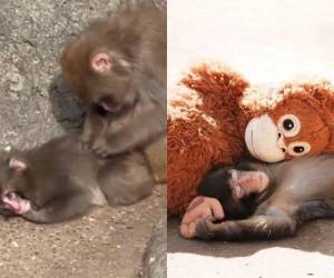 Durante meses, Punch caminaba solo entre la manada. El peluche naranja era su única compañía y su refugio seguro. Hoy, esa soledad empieza a cambiar.