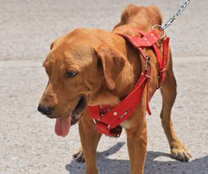 El dueño del canino fue requerido por la policía, pero posteriormente fue dejado en libertad ya que el animal no presentaba lesiones.