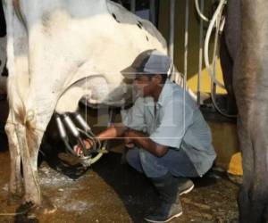 Productores de leche alertan sobre una posible crisis ante la prolongada sequía que afecta al sector agropecuario.