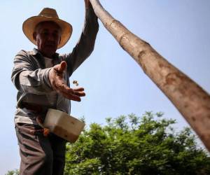 Los agricultores de la zona más seca de Centroamérica pueden enfrentar 'El Niño' con una herramienta que cruza datos climáticos para prever qué y cuándo sembrar y adaptarse así a ese fenómeno, con periodos extremos de sequía e inundaciones que tumban sus siembras y obliga a muchos a migrar.