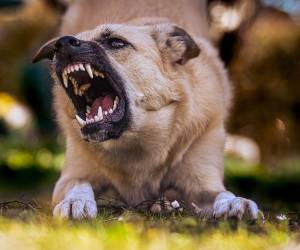 La Ley de Bienestar Animal establece que las personas que posean un animal también deben responsabilizarse de que este no represente un riesgo para la comunidad o su entorno.