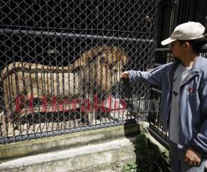El león Simba está en una jaula sellada con malla, pero se les pide a los turistas no tocarla para evitar incidentes como el de hace unas semanas.