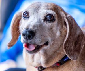 Reconocer las señales permite aprender a acompañarlos mejor en una etapa que requiere cuidados específicos.