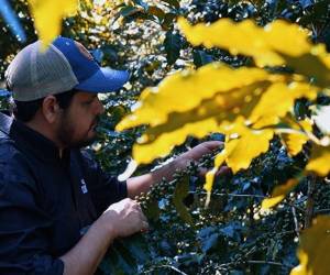Las autoridades proyectan que la producción de café alcanzará alrededor de 7.3 millones de quintales al finalizar la cosecha.
