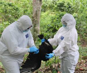 Honduras reportó en junio la muerte de unas 450 aves silvestres por influenza aviar H5N1.