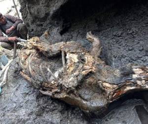 Esta fotografía tomada en agosto de 2020 muestra el cadáver de un rinoceronte lanudo en Yakutia, Rusia. (Valery Plotnikov/Mammoth Fauna Study Department at the Academy of Sciences of Yakutia via AP)
