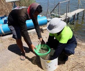 Pese a no tener Tratado de Libre Comercio (TLC), Taiwán compra más camarón a Honduras que China.