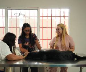 Autoridades municipales destacan que la Veterinaria Municipal sigue funcionando y beneficiando a dueños de mascotas que llegan incluso desde otros departamentos del país.