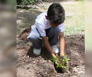 Los niños de los Clubes Ecológicos del proyecto Escuelas Amigables con el Ambiente se reunieron en el parque cerro Juana Laínez para sembrar árboles, con el apoyo de la Alcaldía Municipal.