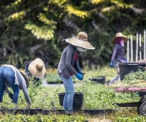 Hasta ahora, los trabajadores se han desplazado principalmente a Huelva, una de las zonas agrícolas más importantes de España para la producción de frutos rojos.