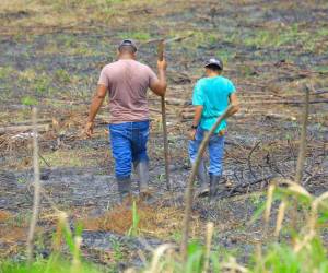 Los campesinos enfrentan condiciones adversas, especialmente por la irregularidad de las lluvias, las sequías prolongadas.