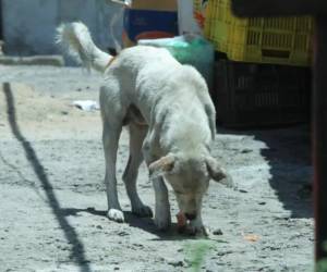 De acuerdo con la normativa, los criaderos registrados únicamente pueden cruzar a las hembras caninas una vez al año.