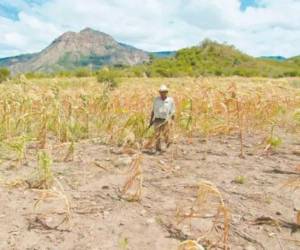 La sequía amenaza las cosechas de granos básicos en el Corredor Seco, según informó Moisés Molina, titular del SAG.