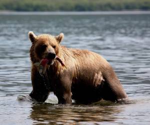 “Al igual que los osos se llenan la cara de pescado, nuestra urna también se ha llenado”, tuiteó el Servicio de Parques Nacionales de Katmai.