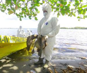 Equipo de Senasa recorrió la Laguna de Alvarado en Puerto Cortés, en donde hallaron pelícanos con vida pero contagiados.