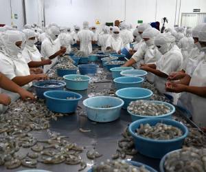 La Andah ha advertido que la sobreoferta de camarón ecuatoriano en el mercado mundial ha bajado el precio internacional.