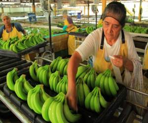 Los cultivos de banano han sido afectados por fenómenos meteorológicos como el caso de Eta y Iota que provocaron inundaciones en el Valle de Sula.