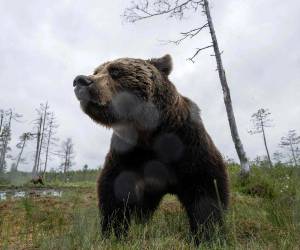 Los tres sentenciados no disputaron los cargos, según informó el Departamento de Seguros de California.