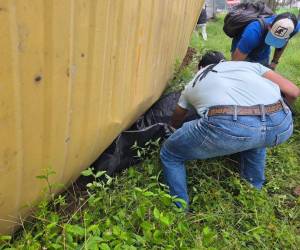Una mujer perdió la vida tras ser aplastada por el contenedor de una rastra que volcó la mañana de este jueves en el bulevar del Este, a la altura del desvío hacia Lomas del Carmen, en una parada de autobuses, en San Pedro Sula.