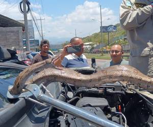 El momento de mayor tensión se vivió cuando el mecánico retiraba una manguera del motor y se encontró cara a cara con una enorme boa enrollada entre las piezas. Aquí el inesperado hallazgo.