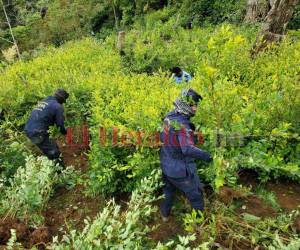 Enormes plantaciones de coca han identificado las autoridades en el país.