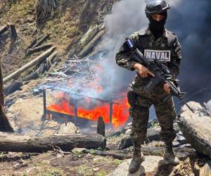 Miembros de las Fuerzas Armadas y del Ministerio Público participaron en la erradicación de cultivos ilícitos en el Parque Nacional Botaderos, en Colón.