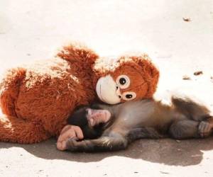 Hace meses era el pequeño mono que abrazaba un peluche como si fuera su única certeza. Hoy, Punch enfrenta un reto distinto: encontrar su lugar dentro de la manada que antes lo rechazó. Su historia ya no es solo viral, ahora es evolución.