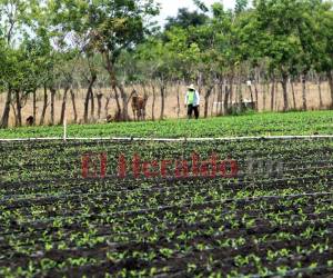 En el valle de Jamastrán, las parcelas de los agricultores que poseen sus propios sistemas de riego con pozos artesanales se diferencian de aquellas que tienen que esperar el invierno para poder producir.