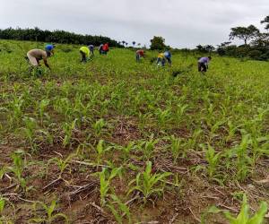 Los pequeños productores de las zonas rurales de 22 municipios del país son beneficiados a través de Proinorte que es impulsado por el gobierno de la República.