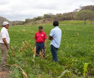 Los productores de frijol serán incentivados por las autoridades gubernamentales, eso debido a los pronósticos adversos por la presencia del fenómeno del niño en el territorio nacional.