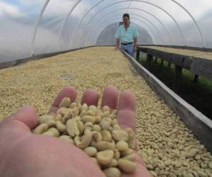 El precio promedio de exportación de café por saco se ha reducido en 9%, siendo a la fecha de $322.91 que implica $31.80 menos que el mismo período del ciclo anterior.