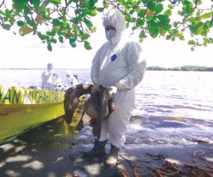El brote de influenza aviar se mantiene circunscrito a fauna silvestre.