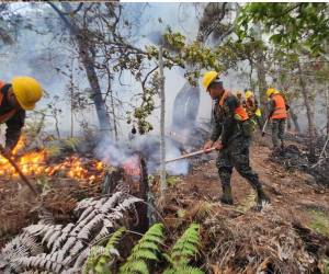 La Alcaldía del Distrito Central informó que las hectáreas afectadas por incendios forestales se redujeron 86% en 2026 frente a 2024, según informe oficial datos AMDC