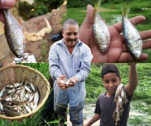 El misterioso fenómeno conocido como “la lluvia de peces” en Yoro ocurrió nuevamente en las últimas horas, según reportaron los pobladores del departamento situado en la zona norte de Honduras. Estas son las imágenes que circulan en redes sociales.