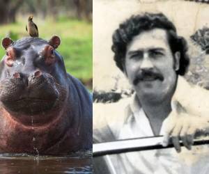 Colombia pondrá en marcha un plan de eutanasia controlada para reducir la población de hipopótamos introducidos ilegalmente por Pablo Escobar. La medida busca frenar el impacto ambiental de esta especie invasora bajo protocolos que garantizan una muerte sin dolor.