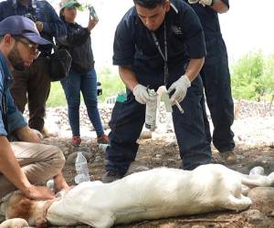 El sector ganadero, junto al personal de Senasa realizan acciones para evitar que los animales mueran a causa de esta enfermedad.