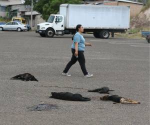 En agosto de 2024 mataron a balazos a cuatro perros en el mercado Perisur, un acto de crueldad animal.