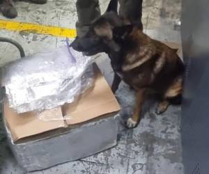 Las autoridades antinarcóticos lograron encontrar la droga oculta entre alimentos que iba rumbo a EE UU.