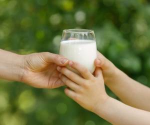 Se prevé distribuir más de 200,000 raciones de leche 100% hondureña durante los próximos cuatro o cinco meses restantes del año escolar.