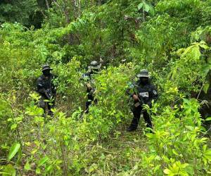 Efectivos de las Fuerzas Armadas de Honduras localizaron la plantación de arbustos de hoja de coca en un sector montañoso del municipio de Bonito Oriental del departamento de Colón.