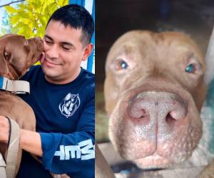 Zeus, el perro pitbull que mató a su dueño en la colonia Hato de Enmedio de Tegucigalpa, ha tenido un gran cambio tras el lamentable hecho. Esto es lo que hicieron con el canino y así luce actualmente.