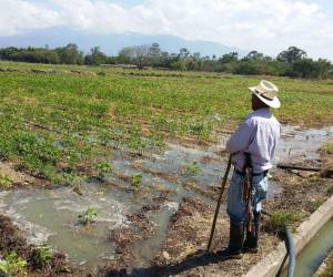 Los productores esperan que el gobierno los tome en cuenta en este plan a 20 años que presentaron en la sede de la FAO en Italia.