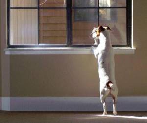 Para quienes tienen animales rescatados, encontrar una vivienda que permita su permanencia puede convertirse en una dificultad adicional al momento de buscar alquiler.