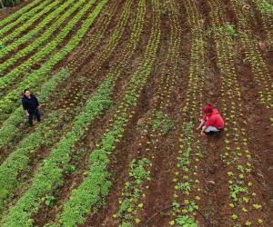 Agricultores de Azacualpa plantean vender verduras procesadas a hoteles y restaurantes de Tegucigalpa para reducir pérdidas y mejorar ingresos.