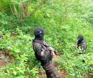 Equipos tácticos de las Fuerzas Armadas aseguraron la plantación de arbusto de hoja de coca tras realizar trabajos de investigación en el municipio de Iriona, Colón.