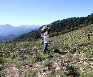 Agricultores de la zona montañosa denuncian altos costos en insumos y aseguran que intermediarios obtienen la mayor ganancia en mercados capitalinos.