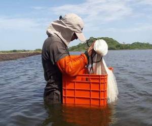 Uno de los sectores más afectados con la no ampliación del RIT es la camaricultura, con 34 empresas, de acuerdo con la Andah.