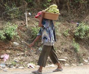 Según Lena Savelli,, antes de la sequía alrededor de 1.4 millones de personas estaban en situación de inseguridad alimentaria en Honduras, ahora con el impacto de este fenómeno, puede llegar hasta 1,9 millones.