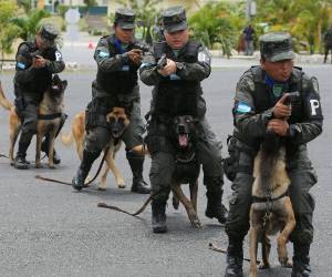El Batallón Canino de las Fuerzas Armadas tiene 11 años de operación en Honduras.