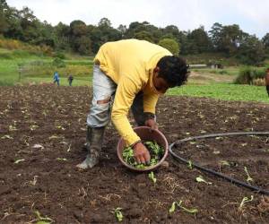 Miles de productores no podían optar a préstamos por la alta mora.